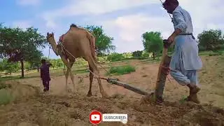 camel farming in pakistan thar 🇵🇰पाकिस्तान थार में ऊँट पालन || تربية الجمال في باكستان ثار