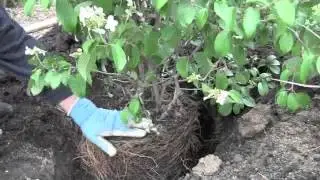 Planting Viburnums!