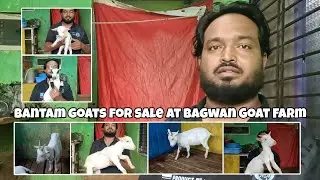 Bantam goats for sale at Bagwan Goat Farm Aurangabad Maharashtra | #sgfabdul 