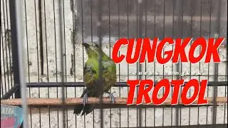 REVIEW DAN POLA RAWATAN CUCAK CUNGKOK TROTOL