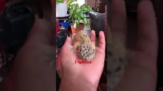 Here is Rex the leopard gecko