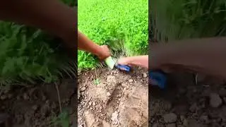farming #shorts #satisfying #farming