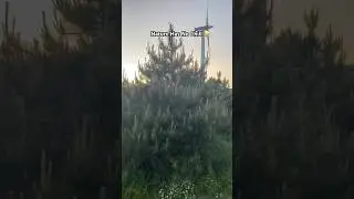 Caught This Tree Throwing Hands.. #funnyshorts #viralshorts #tree #groupreaction #memes #naturefails