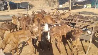 JASRAJ GURJAR GOAT FARM bansed parbatsar 8824399018