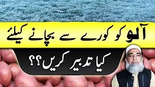 How to protect potato crop from frost || Crop Reformer
