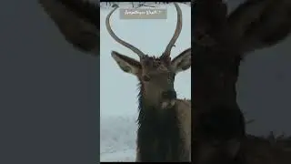 Sympathique Wapiti✨#nature #wildlife #wapiti #moments #merveilles #love #sharing