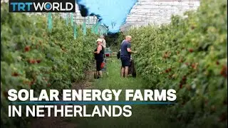 Solar energy farms help reduce costs and carbon footprint