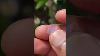 Ceylon Natural pink geuda sapphire 💎🥰  #pink #pinkgeuda #gemstone #pabasaragems #viral #trending