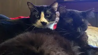 Kitties Coffee Chat...  Timeless Harmonie is live!