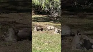 #melbournesights #melbournewalks #melbournepark #nature #wildlife #멜버른 #beautiful