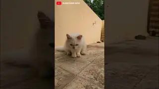 😺 Cat Playing with Ant 🐜 | Funny Cat Moments #cat #shortvideo #shorts #viral