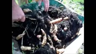 Harvesting Pink Fir Apple Potatoes - Root Veg Planter