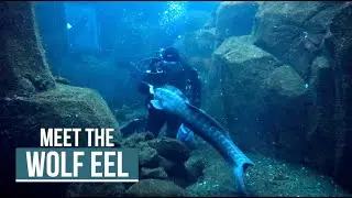 Wolf Eels and Grunt Sculpins: Virtual Visit to the Alaska SeaLife Center