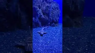 Зебровидная бычья акула \ the zebra bullhead shark #владивосток #zoo #aquarium