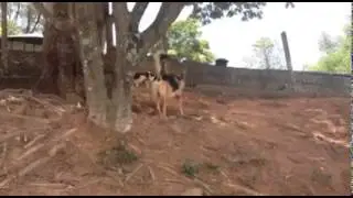 D`Urbano Day Care - Recrea&ccedil;&atilde;o canina - Lideran&ccedil;a e equil&iacute;brio da matilha