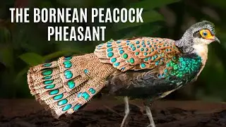 Borneo Birding Guide | In Search Of The Bornean Peacock Pheasant | A Rare And Stunning Bird
