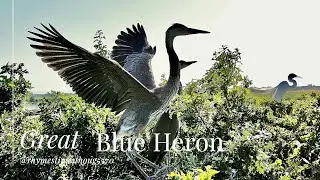 Majestic Great Blue Heron Soaring Above The Treetops