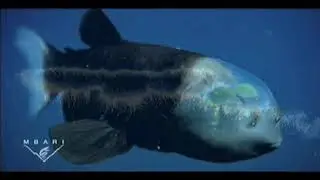 Fish With Transparent Head Filmed pizzatv 963
