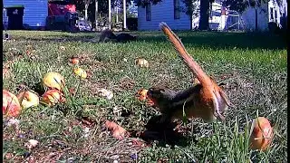 Calling a Chipmunk to eat