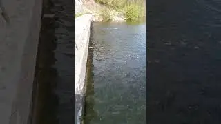 Regroupement de silures &agrave; l'&eacute;tang du Stock