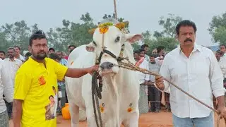 2025-పోట్లపాడు.న్వూకేటగిరి.🥇🏆.5వ జత.RK BULLS అత్తోట శిరీష చౌదరి శివకృష్ణ చౌదరి గారు వేటపాలెం గ్రామం