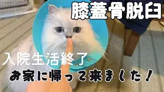 【膝蓋骨脱臼】手術、入院が終わり、お家に帰って来た時の様子