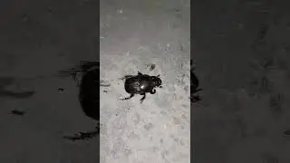 insect🪲black beetle #insects #youtubeshorts #youtube