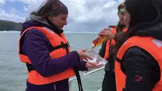 drinking whiskey from ice