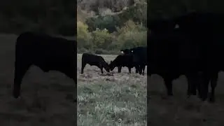 More shenanigans! #lifeonheltoncreek #tnagriculture #cows #calves #farmlife #shenanigans