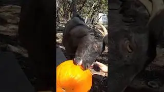 The goats love eating pumpkin 🐐 #shorts #goat #animals #pets #maya #mayahiga #twitch