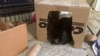 Sweet little bunny in her cozy cave box