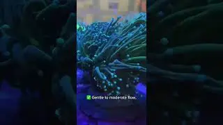 🌊 Meet the Torch Coral (Euphyllia glabrescens)