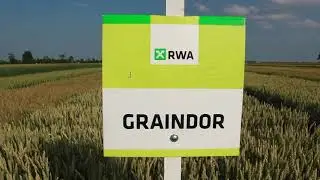 Rwa Psenica - Graindor