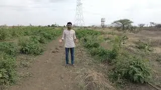 Agroforestry Plot at AGRO RANGERS