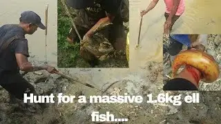 Tribal fishing #Hunt for a massive 1.6kg eel fish#..