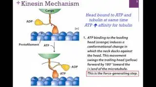 033-Kinesin Structure & Function