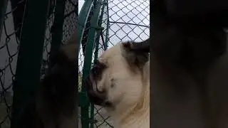 Pug Cam #Pug #puglife #pugshorts