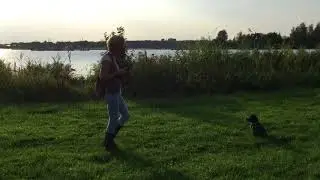 Training jachthonden puppy 12 weken