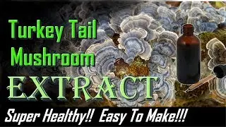 Экстракт траметеса разноцветного (Trametes versicolor) 2018 г. - очень простой в приготовлении / ...