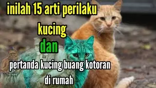 inilah 15 arti tingkah laku kucing dan pertanda kucing buang kotoran di rumah