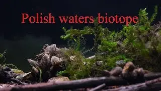 Akwarium 115 litrów - biotop Polski/zalew w Nadarzycach.115 litre aquarium - Polish waters  biotope