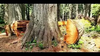 hike (Ross Creek Cedars) Interprative trail  in Western Montana, 2022