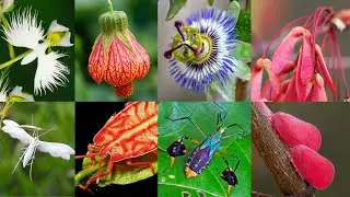 Nature's Impersonators: Insect-Flower Lookalikes
