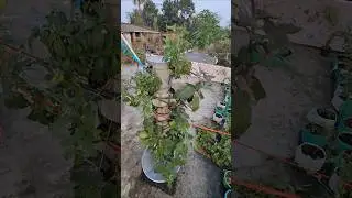Hydroponics arotower system without soil. #agriculturetechnology #smartagriculture #agriculturetech