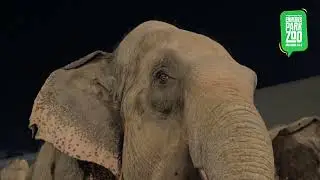 Amazing Animal Shows of Sealions , Elephants & Birds