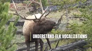 WELCOME TO ELK CALLING ACADEMY