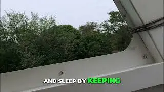 Amazing Animal Sleep Habits: Deep Rest Revealed! #shorts