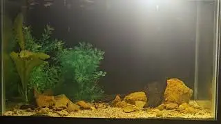 Relax with my North American Native Aquarium