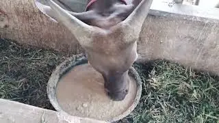 Comboran Sapi Bali