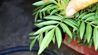 Hướng dẫn kích rễ cho Vạn Thọ ốm, chèo yếu & Giải thích về đi hai cơi và một cơi lỡ cho cây trổ sớm